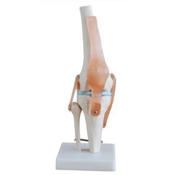 Модел за симулация на колянна става Анатомия Човешки 1:1 Размер на живота